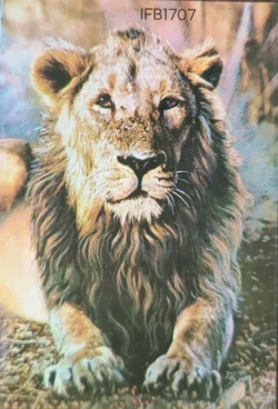 India 1976 Lion Indian Wild Life Stamp Tied & Cancelled on Reverse Side Picture Postcard - IFB01707