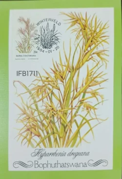 Bophuthatswana (Now South Africa) 1984 Indigenous Grass Picture Postcard Pictorial cancelled - IFB01711