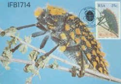 South Africa Beetles Kewers Picture Postcard Pictorial cancelled - IFB01714