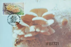 Thailand Mushroom 2001 Picture Postcard Pictorial cancelled - IFB01721