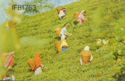 India Tea Gardens Darjeeling Picture Postcard Hinduism - IFB01763