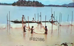 Bangladesh Fishing Picture Postcard IFB02186