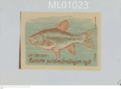 Czechoslovakia Do not Fish for Undersized Fish Matchbox Label - ML01023