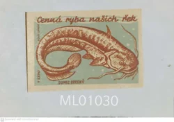 Czechoslovakia Valuable fish of our rivers Matchbox Label - ML01030