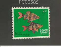 Ceylon Sri Lanka Fish Puntius Nigrofasciatus Used PC00585