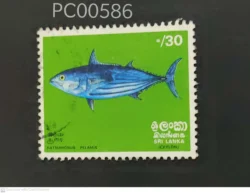Ceylon Sri Lanka Fish Katsuwonus Pelamis Used PC00586