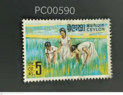 Ceylon Sri Lanka Rice Plantation Used PC00590