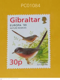 Gibraltar Birds Dartford Warbler Sylvia Undata UMM PC01084
