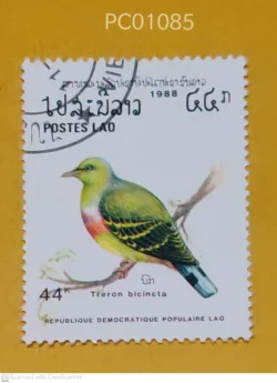Laos Birds Treron Bicincta Used PC01085