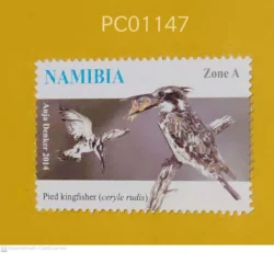 Namibia Birds Pied Kingfisher UMM PC01147