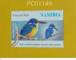 Namibia Birds Half Collared Kingfisher UMM PC01149