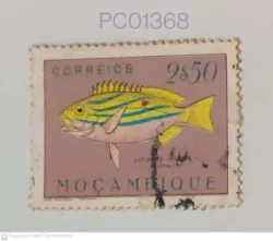 Mozambique Fish bluestripe snapper Lutjanus kasmira Used PC01368