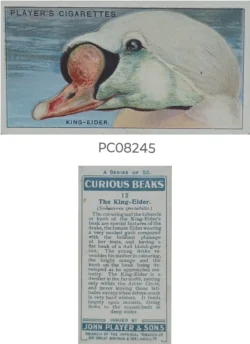 Cigarette Cards The King Eider with Details on Reverse PC08245