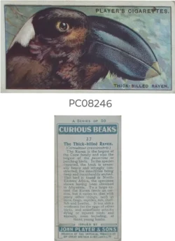 Cigarette Cards The Thick Billed Raven with Details on Reverse PC08246