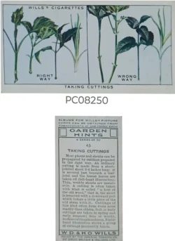 Cigarette Cards Garden Hints Taking Cuttings with Details on Reverse PC08250