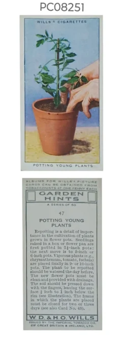 Cigarette Cards Garden Hints Potting Young Plants with Details on Reverse PC08251