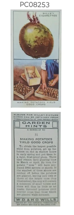 Cigarette Cards Garden Hints Making Potatoes Yield Good Crops with Details on Reverse PC08253