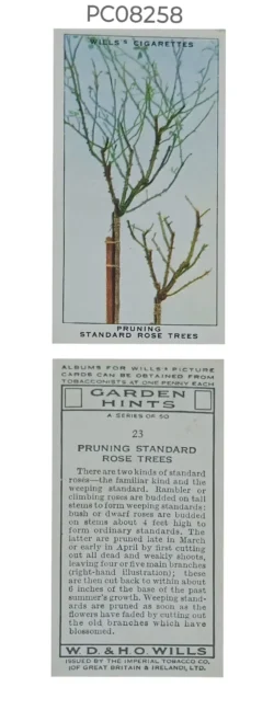 Cigarette Cards Garden Hints Pruning standard rose trees with Details on Reverse PC08258