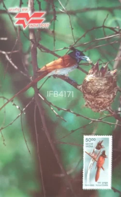 India Paradise Flycatcher Bird Picture Postcard IFB04171