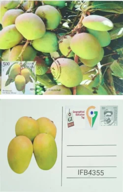 India 2023 Geographical Indication Tag Gir Kesar Mango Picture Postcard Ahmedabad Cancelled IFB04355