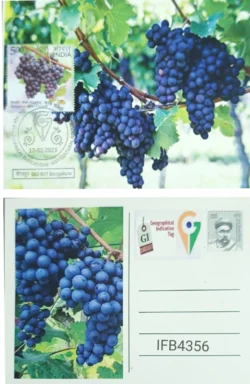 India 2023 Geographical Indication Tag Bangalore Blue Grapes Picture Postcard Bengaluru Cancelled IFB04356