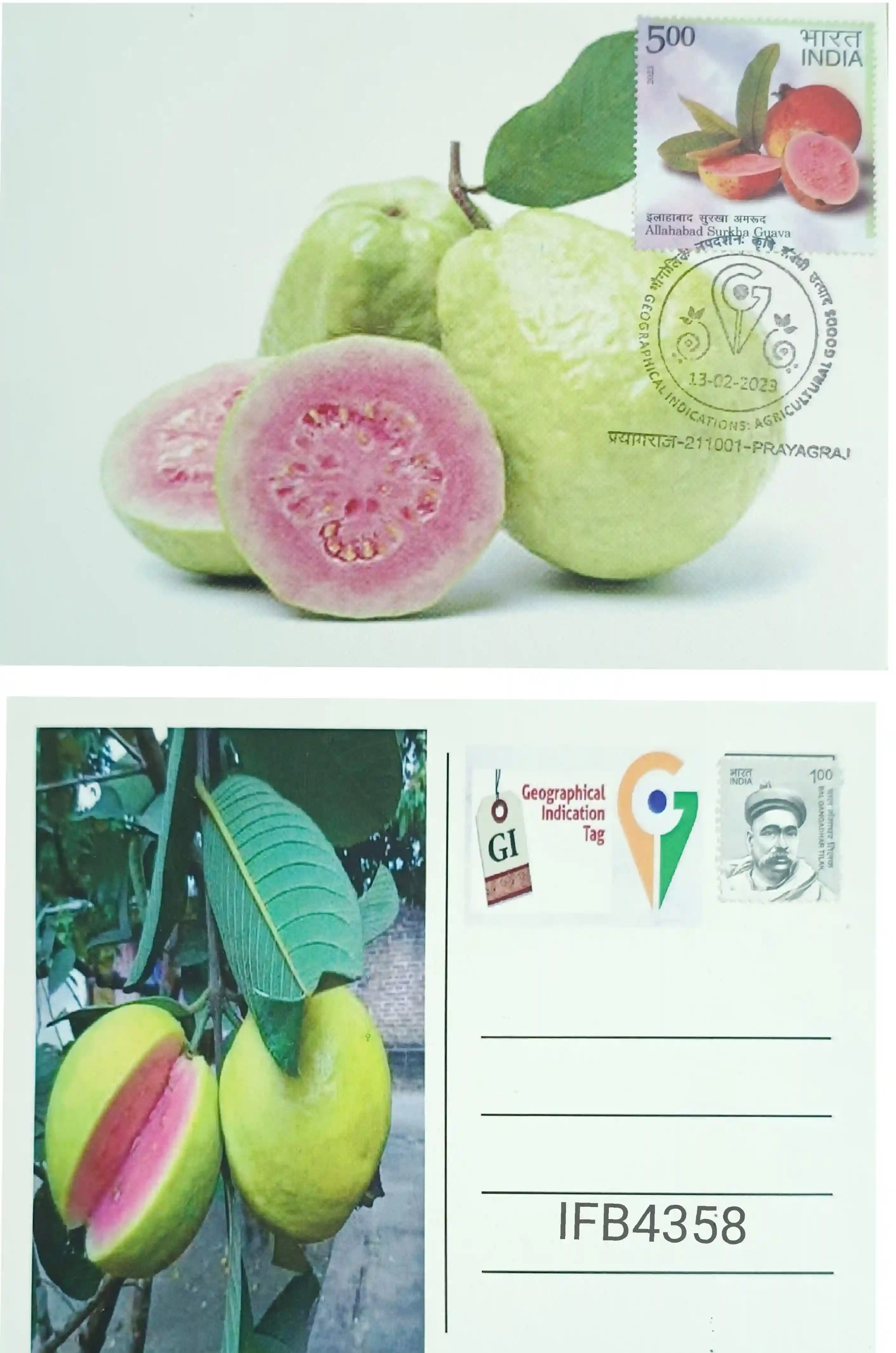 India 2023 Geographical Indication Tag Allahabad Surkha Guava Picture Postcard Prayagraj Cancelled IFB04358