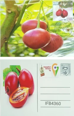 India 2023 Geographical Indication Tag Naga Tree Tomato Picture Postcard Kohima Cancelled IFB04360