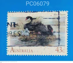 Australia Black Swan Bird Used PC06079