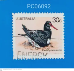 Australia Pied Oystercatcher Bird Used PC06092