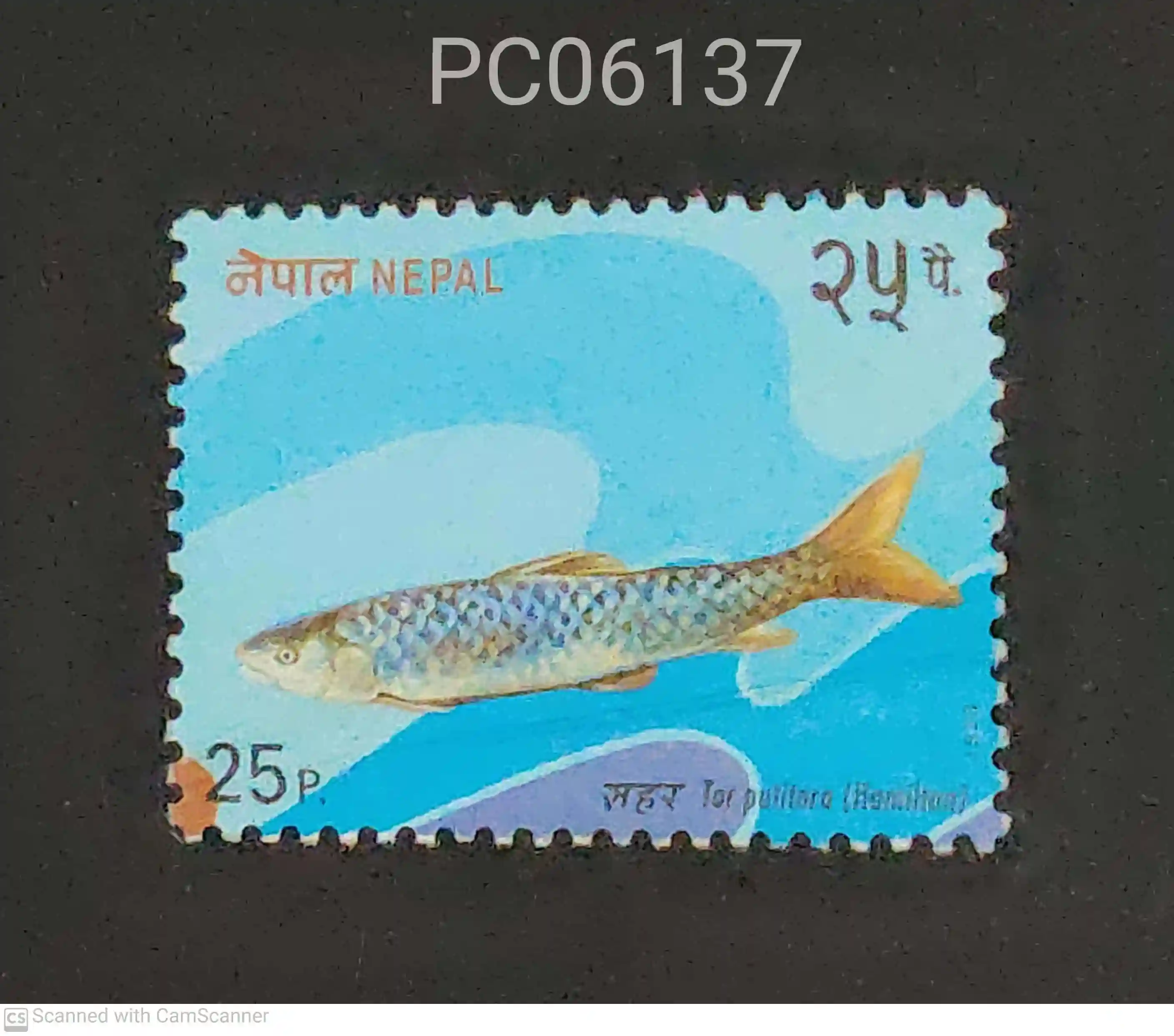 Nepal Tor putitora Fish Used PC06137