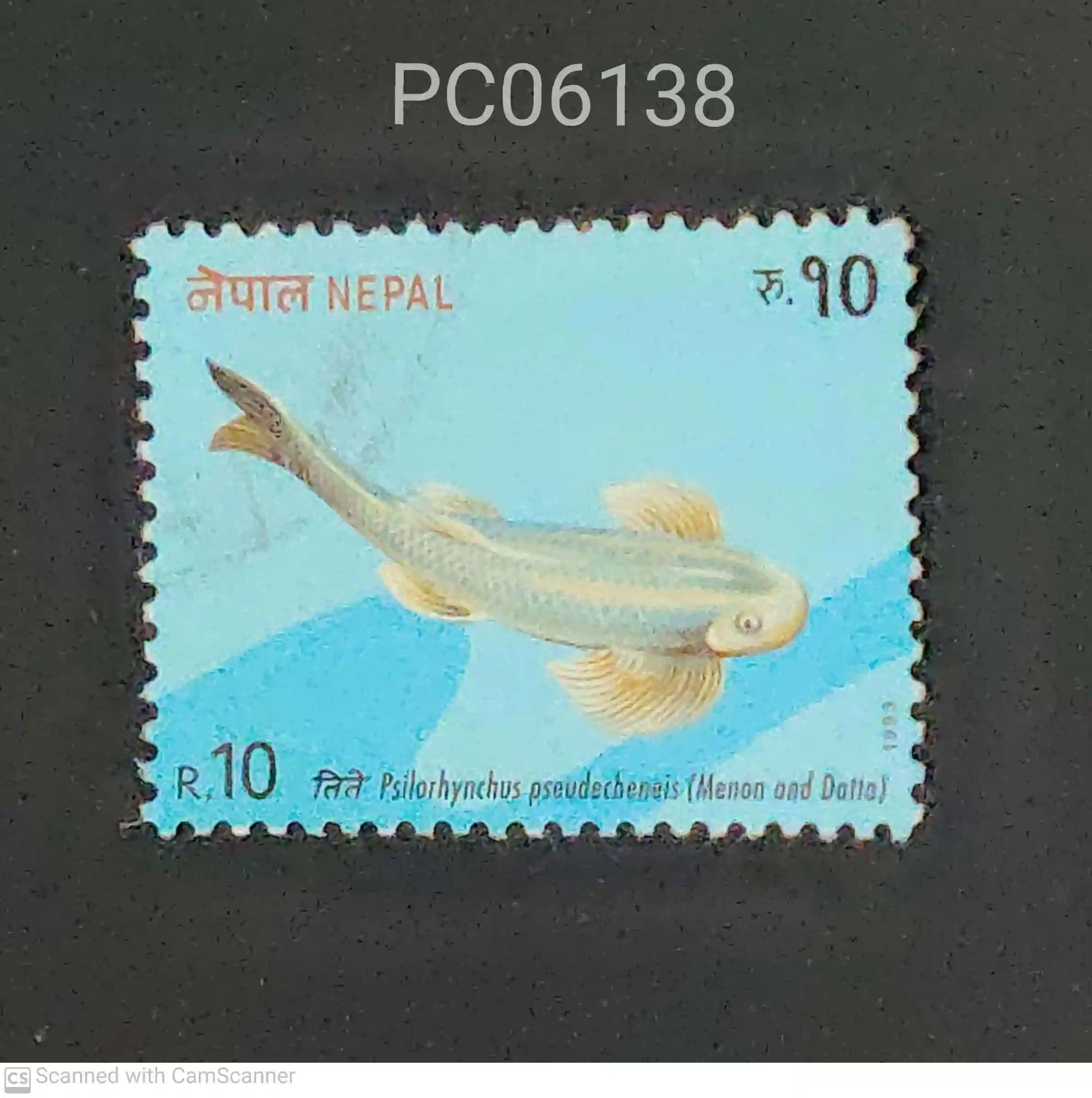 Nepal Nepalese Minnow (Psilorhynchus pseudocheneis) Fish Used PC06138