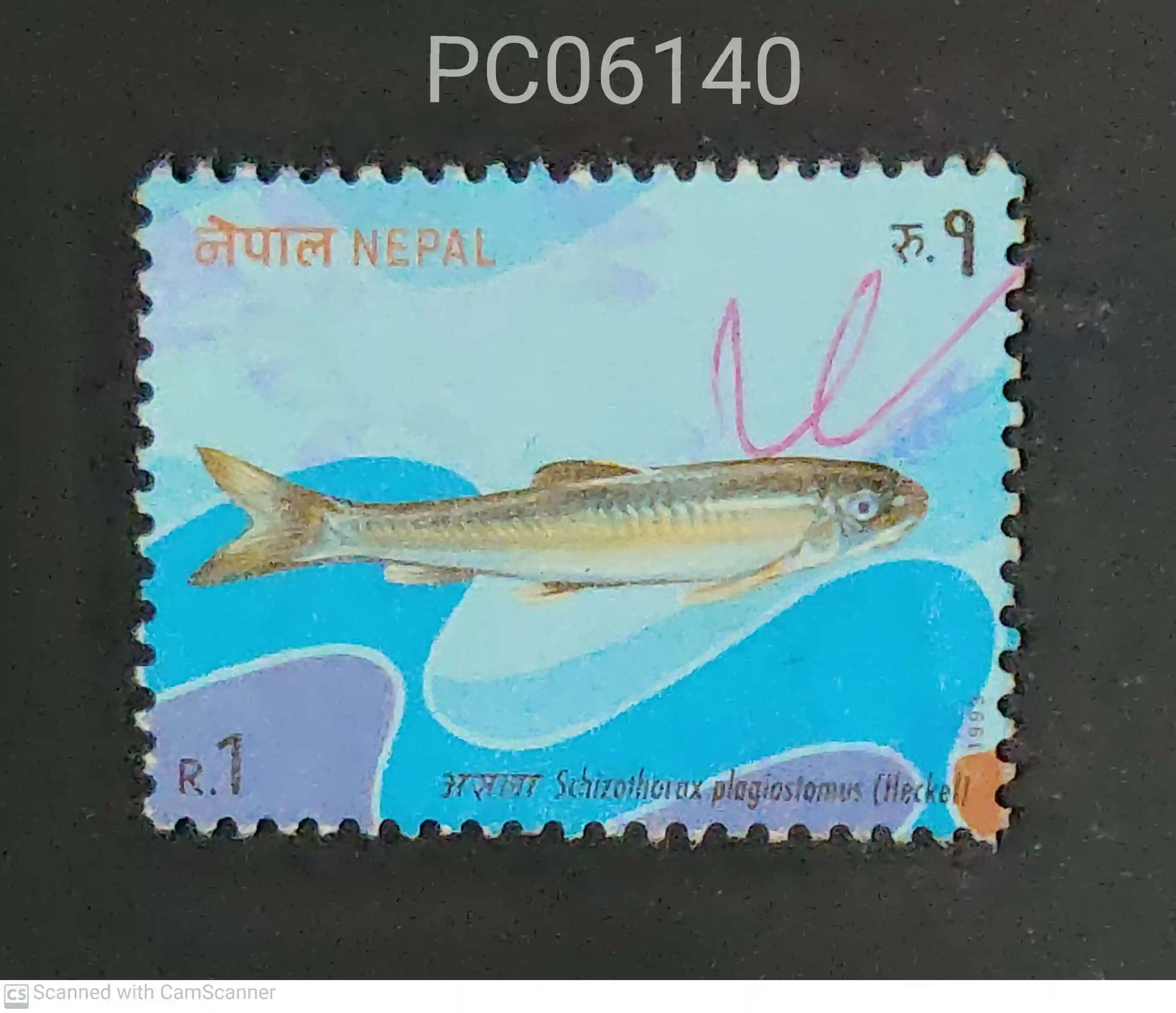 Nepal Cyprinid Fish (Schizothorax plagiostomus) Fish Used PC06140