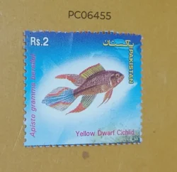 Pakistan Yellow Dwarf Cichild Fish Mint PC06455