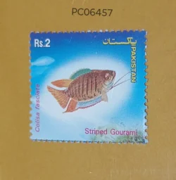 Pakistan Striped Gourami Fish Mint PC06457