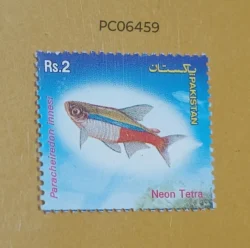 Pakistan Neon Tetra Fish Mint PC06459