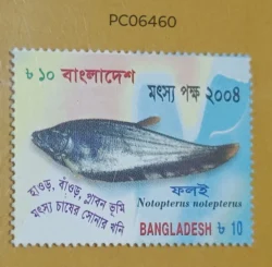 Bangladesh Fish Notopterus UMM PC06460