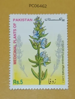 Pakistan Hyssop Medicinal Plants UMM PC06462